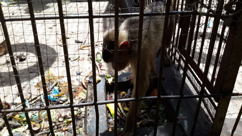 Scorpion Urges Wildlife Authority in Bengkulu to End Cruelty to Animals (September 15, 2016)